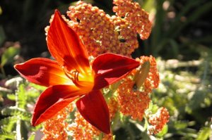 Gailey hemerocallis and achillea.jpg