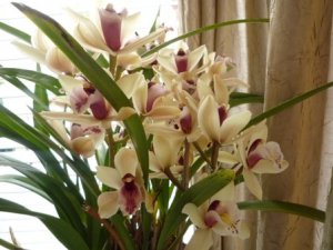 orchid (2).JPG