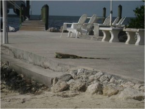 NEWiguana.jpg