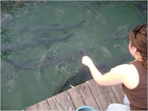 tarpon.jpg