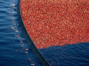 berryharvest.jpg