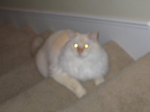 leoonstairs1.JPG
