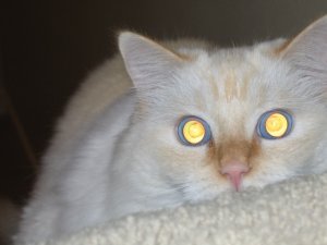 naughty leocat.JPG