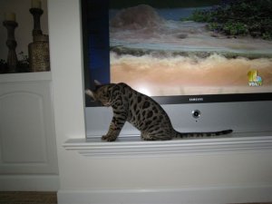 kittytv1428.jpg