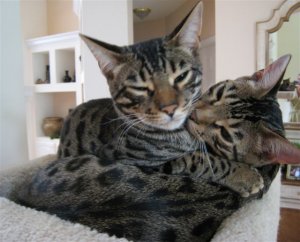 huggingkittiescropped.jpg