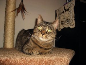 Ellieprettykitty1.JPG Ellieprettykitty1.JPG