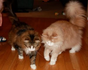 NForestCats.JPG NForestCats.JPG