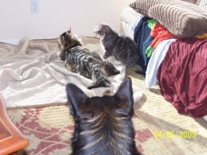 cats on dog bed.jpg