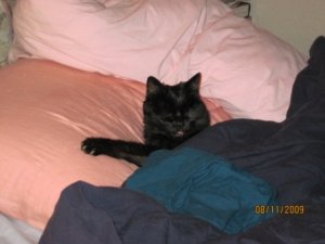 Miglet in bed.jpg