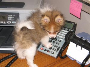 pippinonphone.jpg