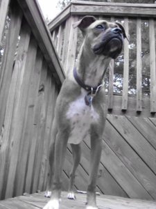 Bodhi Looking Regal.jpg