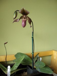 orchidofmine1_edited-1.jpg