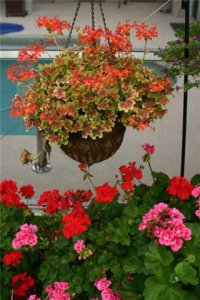 xpottedgeranium.jpg