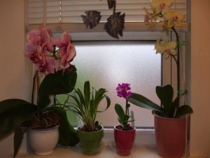 OrchidsJSB02.jpg