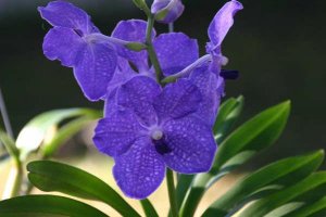 purple1.jpg