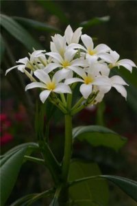 xplumeria.jpg