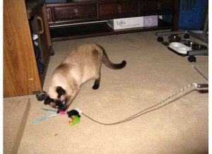 kunowfeathertoy28.jpg