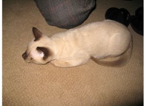 paupiccute23.jpg