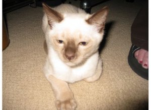 paufacepic54.jpg