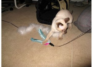 pauwfeathertoy42.jpg