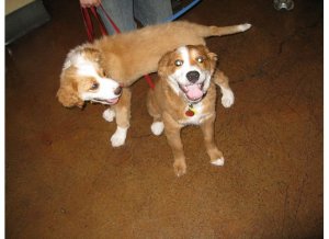 ollienandizzypuppypic13.jpg