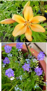 garden 05 next batch first 2 c.jpg