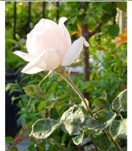 rose 05.JPG