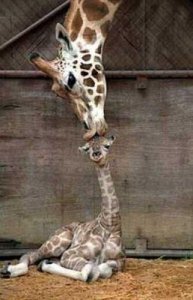 kiss.jpg