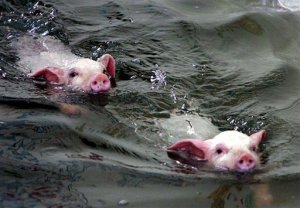 pigswim.jpg
