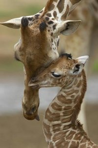 giraffe.jpg