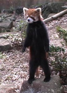 lesserpanda.jpg