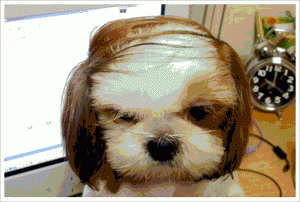 combover.gif