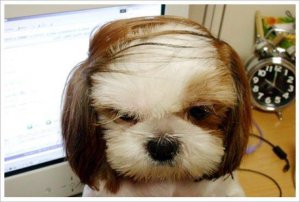 combover.jpg
