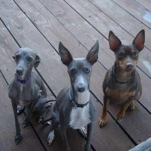 Italian_GrayHounds1.jpg