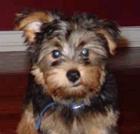 doggiec.jpg