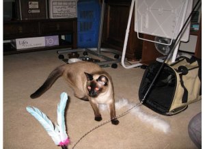 kunowfeathertoy36.jpg