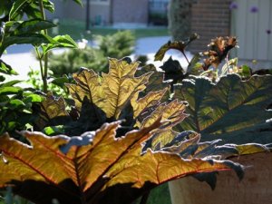 ornamental rhubarb 02.jpg