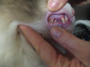 Teeth_1.jpg Teeth_1.jpg