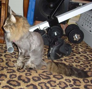 ratnekkid2.jpg