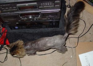 ratnekkid3.jpg