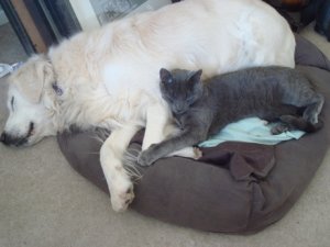 cuddlies.JPG
