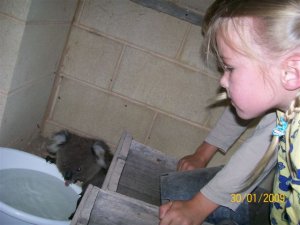 koalaimage002.jpg