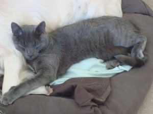 mossleeping.JPG