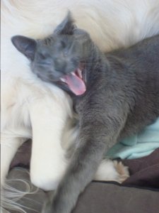 yawneymo.JPG