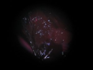 alexissuspendedcrystalinclusionx20.jpg