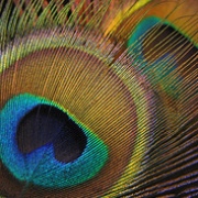 peacockfeathercolors.jpg