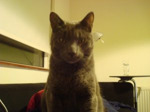 handsomekitty.JPG