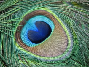peacock-eye.jpg peacock-eye.jpg