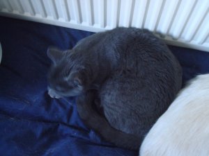 sleepymo.JPG