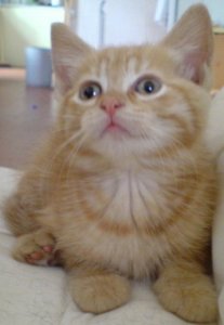 cutenessalert.jpg
